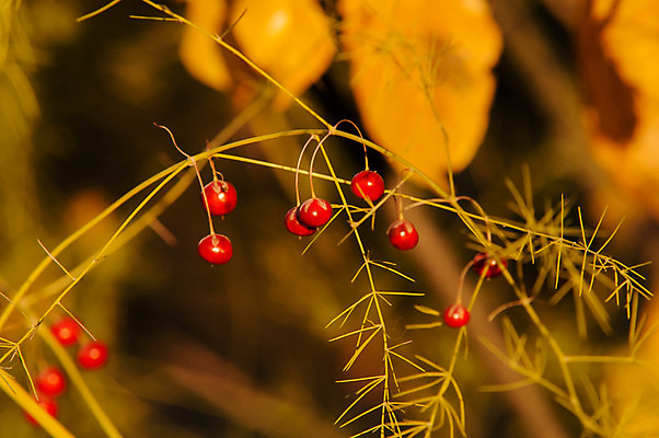 포토 JPG 해외이미지 나무 식물 계절 열매 백그라운드 잎 재료 자연 하늘 건강 사람없음 목재 장식 빨간색 초록색 여름 파란색 검은색 가을 나뭇가지 신선 달콤 숲 다발 먹기 블루베리 날것 내추럴 월귤 해외202004 해외포토 컬러 과일 모션 맛 생태계 파일형식 이미지허브