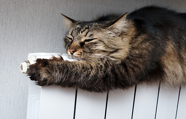 포토 JPG 해외이미지 동물 1 남자 휴식 실내 손잡이 성인 사람없음 가로 반려동물 고양이 침묵 줄무늬 에너지 흰색 잠 뜨거움 고독 장면 부드러움 얼룩무늬 게으름 라디에이터 멀티 집게발 해외202004 해외포토 감정 컬러 컨셉 무늬 포유류 사람 내부 소리 감각 파일형식 이미지허브