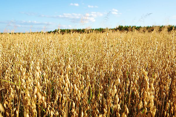 포토 JPG 해외이미지 식물 지구 음식 빵 백그라운드 밭 농업 다이어트 자연 건강 씨앗 사람없음 야외 여름 농작물 농장 농경지 갈색 노란색 마을 식사 수확 성장 가을 시골 황금 선택 낟알 시리얼 밀 채식 귀 밀가루 밀짚 내추럴 밭일 숙성 채식주의자 많음 세련 귀리 해외202004 해외포토 계절 산업 컬러 컨셉 곡류 신체부위 짚 가루 생태계 파일형식 이미지허브