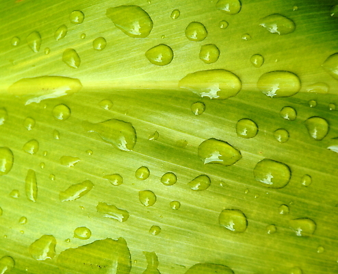 포토 JPG 해외이미지 식물 디자인 백그라운드 컨셉 잎 패턴 자연 표면 날씨 건강 사람없음 초록색 물 환경 정원 활발 거품 젖음 흐름 성장 물방울 신선 떨어짐 이슬 수분 빗방울 순수 유기농 질감 내추럴 생태학 엘리먼트 이국적 해외202004 해외포토 자연요소 웰빙 교육 컬러 무늬 비_날씨 생태계 파일형식 이미지허브