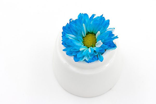 포토 JPG 해외이미지 식물 1 꽃 화초 클리핑패스 백그라운드 자연 사람없음 장식 파란색 꽃병 흰색 도자기 자르기 싱글 고립 심기 해외202004 해외포토 컬러 모션 생태계 파일형식 이미지허브