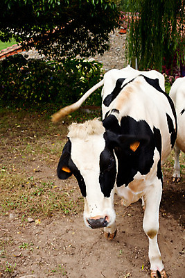 포토 JPG 해외이미지 나무 동물 구름 1 밭 농업 하늘 풍경 사람없음 옆모습 가로 초록색 파란색 농장 우주 검은색 가축 우유 흰색 시골 소 떨어짐 방목 땅 호기심 장면 젖 노려봄 해외202004 해외포토 자연요소 식물 감정 산업 뷰포인트 컬러 컨셉 포유류 유제품 표정 축산업 파일형식 이미지허브