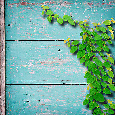 포토 JPG 해외이미지 나무 식물 벽 백그라운드 컨셉 건축양식 텍스트 자연 벽지 표면 날씨 프레임 사람없음 건물 목재 초록색 파란색 환경 수확 판넬 질감 고정 카피스페이스 해외202004 해외포토 건축물 건축 컬러 농업 재료 공백 생태계 파일형식 이미지허브