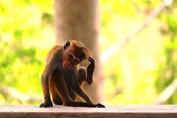 포토 JPG 해외이미지 동물 아시아 얼굴 야생동물 벽 여행 장난 포유류 자연 동물원 앉기 사람없음 갈색 여행객 일몰 원숭이 표현 아기 도시 사찰 성 역사 닫기 보호 인도인 호기심 꼬리 신성 유인원 원시시대 보닛 힌두교 해외202004 해외포토 외국인 건축물 감정 나라 종교 컬러 컨셉 종교건축 모션 자동차 사람 동양인 신체부위 노을 생태계 파일형식 이미지허브