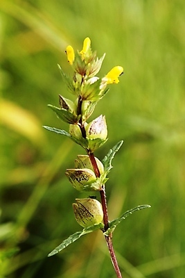 포토 JPG 해외이미지 꽃 자연 노르웨이 사람없음 여름 노란색 봄 해외202004 해외포토 식물 계절 유럽 컬러 생태계 파일형식 이미지허브