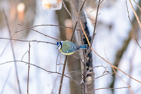 포토 JPG 해외이미지 나무 동물 계절 공원 야생동물 백그라운드 겨울 날개 자연 조류 사람없음 야외 목재 파란색 컬러풀 갈색 노란색 환경 정원 냉동 검은색 추위 흰색 나뭇가지 숲 작음 깃털 서리 부리 내추럴 동물상 눈내림 해외202004 해외포토 식물 공공시설 컬러 재료 눈_날씨 조형물 크기 생태계 파일형식 이미지허브