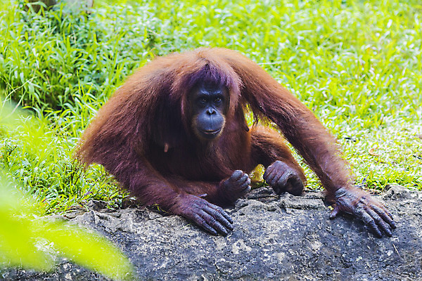 포토 JPG 해외이미지 동물 여자 얼굴 오렌지 청소년 엄마 동물원 사람없음 활발 원숭이 표현 작음 열대우림 먹기 그네 인도네시아 멸종 유인원 원시시대 말레이시아 배려 해외202004 해외포토 아시아 컨셉 과일 포유류 가족 모션 사람 신체부위 역사 숲 크기 파일형식 이미지허브