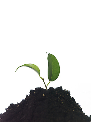 포토 JPG 해외이미지 식물 사람없음 초록색 농장 성장 흰색 허브 언덕 흰배경 점토 조심 땅바닥 심기 해외202004 해외포토 컬러 백그라운드 농업 모션 바닥 파일형식 이미지허브