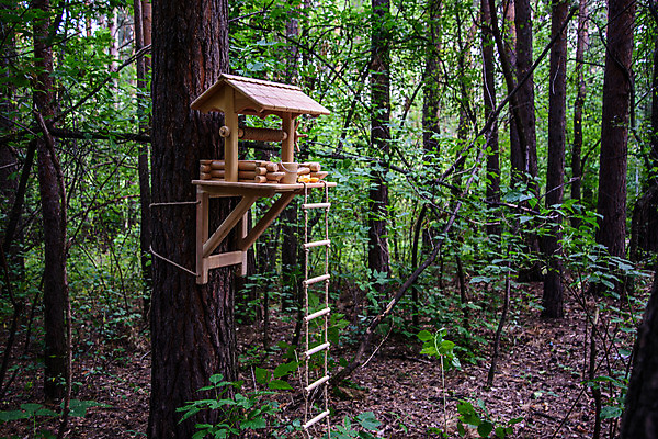 포토 JPG 해외이미지 나무 공원 길 잎 자국 자연 주택 풍경 사람없음 야외 목재 초록색 여름 정원 가을 숲 오두막 옛날 해외202004 해외포토 식물 계절 공공시설 컬러 재료 건물 생태계 파일형식 이미지허브