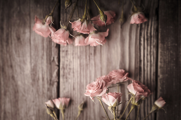 포토 JPG 해외이미지 꽃 분홍색 꽃다발 백그라운드 잎 탁자 사람없음 목재 초록색 장미 갈색 우주 질감 구성 정물화 많음 해외202004 해외포토 나무 식물 컬러 가구 컨셉 재료 그림 파일형식 이미지허브