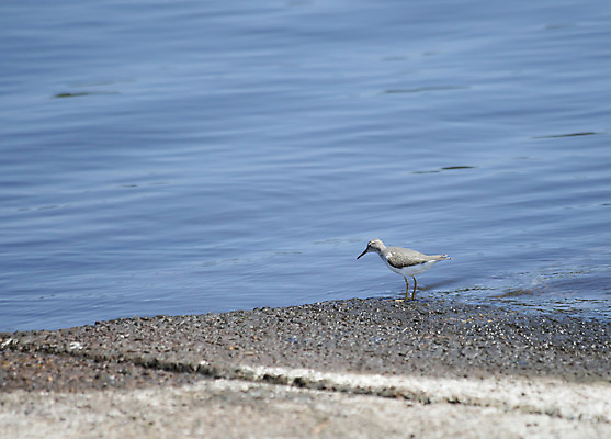 포토 JPG 해외이미지 동물 척추동물 호수 야생동물 날개 자연 조류 종류 해변 사람없음 야외 물 걷기 환경 미국 회색 흰색 관찰 연못 보호 습지 깃털 싱글 부리 장면 리빙 계산서 내추럴 동물상 생태학 해외202004 해외포토 자연요소 교육 바다 컬러 컨셉 북아메리카 모션 조형물 생태계 파일형식 이미지허브