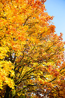 포토 JPG 해외이미지 나무 식물 디자인 계절 꽃 종이 백그라운드 단풍 잎 꽃무늬 패턴 오렌지 자연 벽지 표면 추상 건조 미술 사람없음 장식 빨간색 갈색 노란색 활발 수확 골동품 가을 황금 묘사 유기농 질감 복고 10월 내추럴 고립 그런지 빅토리아 옛날 스타일 해외202004 해외포토 웰빙 컬러 컨셉 무늬 농업 과일 문화예술 날짜 생태계 파일형식 이미지허브