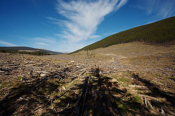 포토 JPG 해외이미지 유적 사람없음 환경 숲 자르기 통나무 잡동사니 벌목 생태학 해외202004 해외포토 나무 전통 교육 모션 파일형식 이미지허브