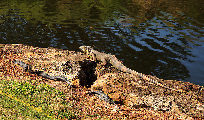 포토 JPG 해외이미지 파충류 사람없음 도마뱀 이구아나 플로리다 해외202004 해외포토 동물 미국 파일형식 이미지허브