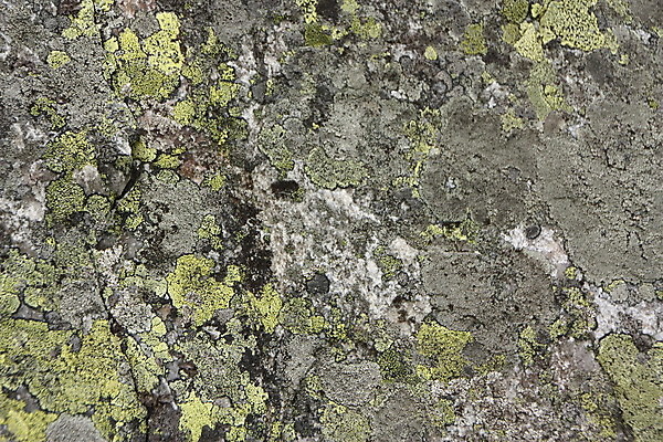 포토 JPG 해외이미지 벽 잎 지도 자연 표면 이끼 사람없음 초록색 얼룩 닫기 숲 지역 건너기 고체 그런지 방법 해외202004 해외포토 식물 컬러 모션 생태계 파일형식 이미지허브