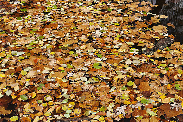포토 JPG 해외이미지 나무 식물 계절 공원 백그라운드 잎 패턴 오렌지 자연 벽지 추상 프레임 기술 사람없음 야외 장식 가로 빨간색 햇빛 갈색 노란색 보라색 침묵 활발 가을 나뭇가지 그룹 변화 황금 숲 11월 심볼 질감 장면 흙더미 10월 해외202004 해외포토 공공시설 컬러 컨셉 무늬 과일 태양 소리 흙 날짜 생태계 파일형식 더미 이미지허브