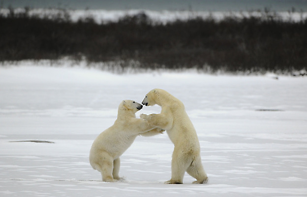 포토 JPG 해외이미지 동물 야생동물 바다 포즈 2 겨울 곰 포유류 관계 모션 포옹 자연 놀이 날씨 털 사람없음 야외 힘 추위 분노 흰색 위험 큼 북극 싸움 러시아 육식동물 봉 북쪽 멸종 서식지 공격적 해외202004 해외포토 계절 감정 유럽 컬러 컨셉 안기 크기 극지방 방향 생태계 파일형식 이미지허브