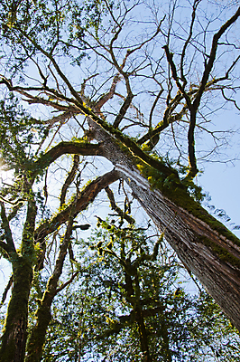 포토 JPG 해외이미지 나무 식물 손 계절 잎 자연 손잡이 이끼 사람없음 야외 초록색 울타리 상자 정원 봄 성장 칼날 닫기 발굴 원예 클립 날카로움 다듬기 돌봄 옛날 울퉁불퉁 원예사 제목 그리너리 해외202004 해외포토 직업 컬러 모션 취미 신체부위 담장 생태계 파일형식 트랜드컬러 이미지허브