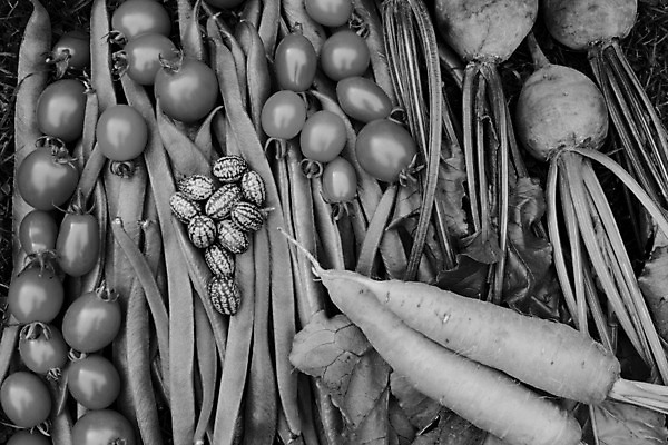 포토 JPG 해외이미지 음식 백그라운드 토마토 채소 방울토마토 자연 콩 흑백 사람없음 농작물 정원 당근 수확 신선 유기농 원예 날것 건강식 채소밭 해외202004 해외포토 웰빙 밭 농업 곡류 뿌리채소 촬영기법 취미 생태계 파일형식 이미지허브