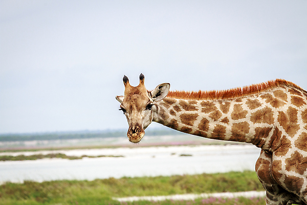 포토 JPG 해외이미지 동물 야생동물 패턴 포유류 아프리카 자연 하늘 초식동물 동물원 풍경 사람없음 환경 큼 기린 사파리 나미비아 남아프리카 사바나 평야 해외202004 해외포토 나라 무늬 크기 생태계 파일형식 이미지허브