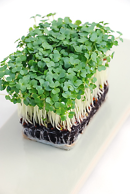 포토 JPG 해외이미지 식물 채소 재료 씨앗 사람없음 초록색 정원 샐러드 성장 아침식사 허브 날것 토핑 내추럴 채식주의자 해외202004 해외포토 음식 컬러 식사 채식 파일형식 이미지허브