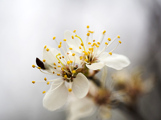 포토 JPG 해외이미지 나무 계절 꽃잎 꽃 꽃무늬 과일 자연 하늘 새로움 미술 사람없음 야외 가로 초록색 파란색 새싹 우주 정원 봄 수확 성장 벚꽃 흰색 나뭇가지 개화 체리 사과 질감 꽃가루 부드러움 세피아 해외202004 해외포토 식물 컬러 컨셉 무늬 농업 문화예술 촬영기법 감각 가루 생태계 파일형식 이미지허브