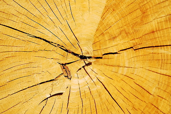 포토 JPG 해외이미지 나무 패턴 사람없음 목재 가로 갈색 쌓기 나뭇가지 장작 자르기 언덕 질감 통나무 나무껍질 잡동사니 내추럴 수목 개조 해외202004 해외포토 식물 컬러 무늬 재료 모션 껍질 파일형식 이미지허브