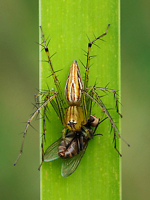 포토 JPG 해외이미지 동물 여자 야생동물 음식 과학 곤충 백그라운드 잎 절지류 자연 사람없음 야외 초록색 노란색 기댐 웹 흰색 죽음 닫기 벌레 매끈함 작음 먹이 먹기 묘사 날카로움 육식동물 거미 부드러움 블러 스라소니 해외202004 해외포토 식물 컬러 인터넷 포유류 모션 사람 감각 크기 생태계 파일형식 이미지허브