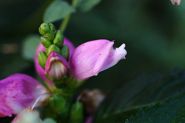 포토 JPG 해외이미지 모양 식물 디자인 꽃잎 꽃 실루엣 백그라운드 잎 꽃무늬 패턴 곡선 일러스트 자연 추상 프레임 미술 사람없음 그래픽 장식 초록색 여름 봄 흰색 화려 우아함 묘사 오브젝트 질감 내추럴 빅토리아 해외202004 해외포토 계절 선 컬러 컨셉 무늬 문화예술 촬영기법 생태계 파일형식 이미지허브