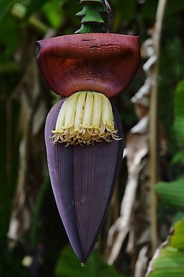 포토 JPG 해외이미지 나무 식물 꽃 아시아 바나나 매달리기 사람없음 머리 정원 벚꽃 닫기 해외202004 해외포토 나라 과일 모션 신체부위 파일형식 이미지허브