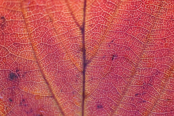 포토 JPG 해외이미지 식물 계절 아시아 백그라운드 컨셉 잎 패턴 자연 아이디어 사람없음 가로 빨간색 햇빛 태양 일본 가을 변화 확대 떨어짐 질감 고립 해외202004 해외포토 자연요소 나라 컬러 무늬 생태계 파일형식 이미지허브