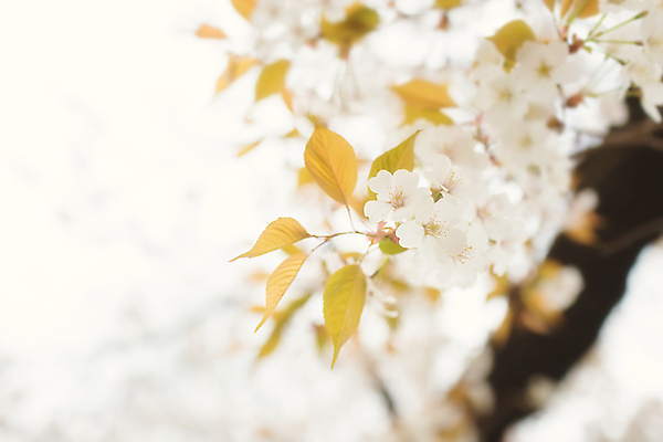 포토 JPG 해외이미지 꽃 아시아 여행 자연 휴가 사람없음 관광지 빛 일본 벚꽃 도쿄 내추럴 해외202004 해외포토 식물 나라 생태계 파일형식 이미지허브