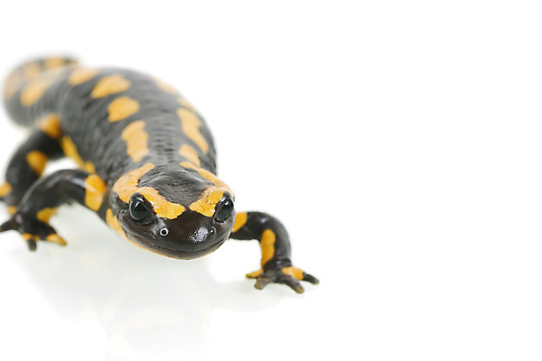 포토 JPG 해외이미지 동물 백그라운드 파충류 자연 양서류 사람없음 노란색 검은색 흰색 고립 해외202004 해외포토 컬러 생태계 파일형식 이미지허브