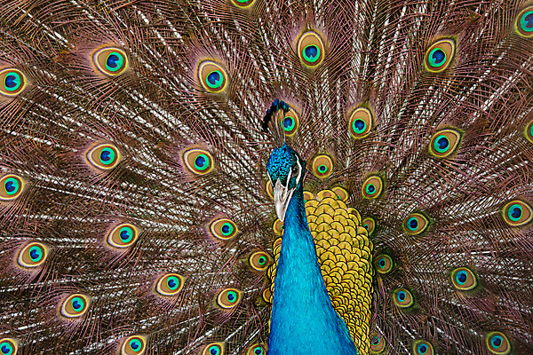 포토 JPG 해외이미지 동물 남자 야생동물 백그라운드 패턴 날개 자연 조류 사람없음 장식 초록색 파란색 컬러풀 머리 활발 펼침 의식 우아함 공작 깃털 묘사 즐거움 질감 꼬리 부리 번짐 보여주기 동물상 터키석 해외202004 해외포토 감정 컬러 컨셉 무늬 모션 사람 신체부위 조형물 보석 생태계 파일형식 효과 이미지허브