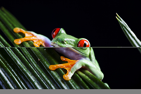 포토 JPG 해외이미지 한마리 야생동물 잎 검은배경 실내 양서류 사람없음 청개구리 해외202004 해외포토 식물 동물 1 백그라운드 개구리 내부 검은색 파일형식 이미지허브