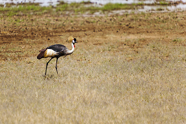 포토 JPG 해외이미지 식물 동물 공원 꽃 야생동물 아프리카 자연 조류 사람없음 야외 옆모습 빨간색 초록색 환경 행성 흰색 황무지 보호 깃털 기중기 부리 목 케냐 서식지 내추럴 단아함 전국 탄자니아 테마 해외202004 해외포토 공공시설 나라 뷰포인트 컬러 컨셉 신체부위 우주 중장비 생태계 파일형식 이미지허브