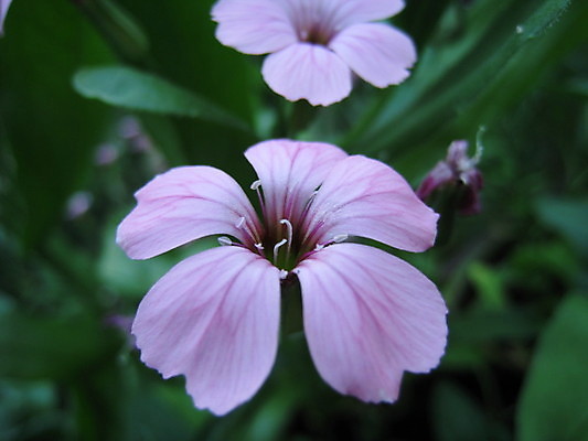 포토 JPG 해외이미지 식물 동물 열매 꽃 분홍색 곤충 과일 자연 사람없음 빨간색 초록색 여름 파란색 노란색 보라색 봄 체리 해외202004 해외포토 계절 컬러 생태계 파일형식 이미지허브