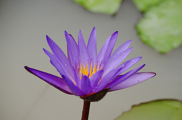 포토 JPG 해외이미지 식물 꽃잎 꽃 분홍색 잎 꽃무늬 자연 사람없음 초록색 여름 컬러풀 봄 벚꽃 내추럴 해외202004 해외포토 계절 컬러 무늬 생태계 파일형식 이미지허브