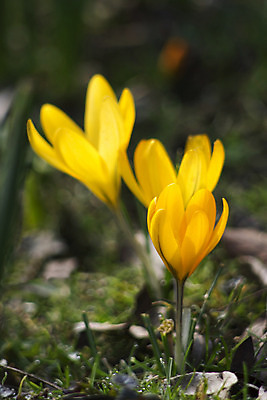 포토 JPG 해외이미지 식물 계절 꽃 줄기 잎 꽃무늬 자연 사람없음 초록색 컬러풀 노란색 정원 봄 개화 다발 보케 부드러움 땅바닥 블러 해외202004 해외포토 컬러 무늬 바닥 감각 생태계 파일형식 이미지허브