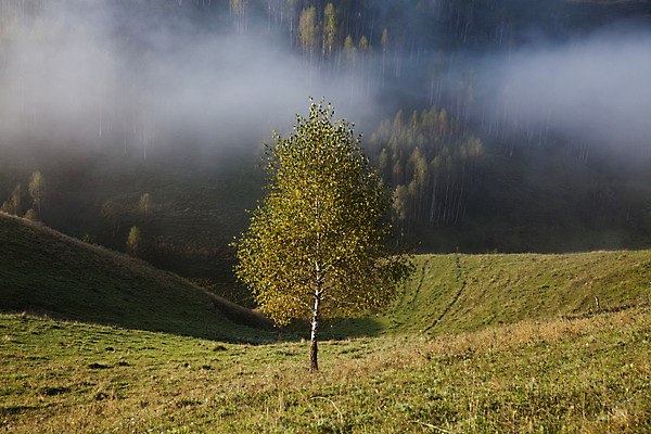 포토 JPG 해외이미지 나무 구름 계절 공원 여행 백그라운드 자연 하늘 아침 휴가 산 풍경 사람없음 야외 초록색 여름 파란색 빛 컬러풀 햇빛 태양 일출 환경 계곡 어둠 황혼 일몰 봄 새벽 안개 가을 흰색 시골 숲 언덕 장면 내추럴 뿌연 전국 절정 환상 해외202004 해외포토 주간 자연요소 식물 공공시설 컬러 컨셉 날씨 노을 생태계 파일형식 이미지허브