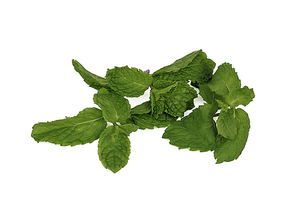 포토 JPG 해외이미지 식물 음식 백그라운드 잎 채소 재료 자연 건강 사람없음 초록색 흰색 신선 맛 민트 허브 질감 날것 향기 냄새 아로마 향 내추럴 해외202004 스피아민트 해외포토 컬러 컨셉 생태계 파일형식 이미지허브
