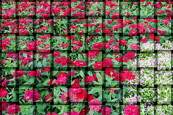 포토 JPG 해외이미지 식물 계절 꽃잎 꽃 분홍색 백그라운드 꽃무늬 자연 사람없음 야외 빨간색 컬러풀 정원 벚꽃 가을 악단 개화 플랫 해외202004 해외포토 음악 컬러 무늬 생태계 파일형식 이미지허브