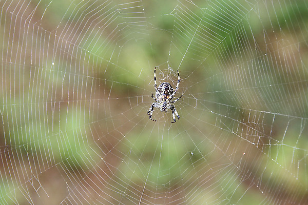포토 JPG 해외이미지 곤충 패턴 신체 자연 사람없음 웹 실크 거미 통과 내추럴 해외202004 해외포토 동물 무늬 인터넷 직물 생태계 파일형식 이미지허브