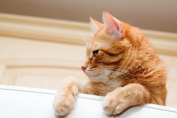 포토 JPG 해외이미지 동물 1 응시 벽 포즈 놀이 주택 털 앉기 사람없음 목재 가로 반려동물 갈색 고양이 흰색 자신감 사냥 얼룩무늬 생강 해외202004 해외포토 나무 시선 감정 컬러 무늬 채소 재료 포유류 모션 건물 파일형식 이미지허브