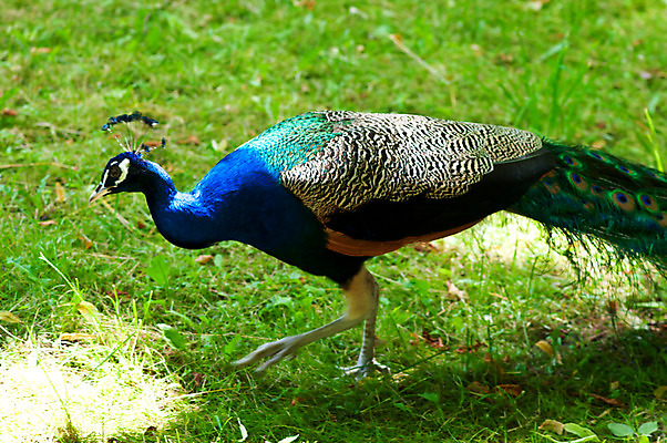 포토 JPG 해외이미지 동물 남자 야생동물 신체 자연 조류 동물원 사람없음 초록색 파란색 컬러풀 활발 원형 공작 깃털 꼬리 부리 해외202004 해외포토 도형 컬러 컨셉 사람 생태계 파일형식 이미지허브