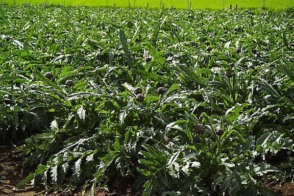 포토 JPG 해외이미지 식물 꽃 유럽 음식 백그라운드 잎 농업 다이어트 채소 재료 자연 건강 요리 사람없음 초록색 농장 지구본 정원 요리사 검은색 저녁식사 이탈리아 신선 시장 닫기 맛 먹이 지중해 먹기 성분 내추럴 고립 아티초크 채식주의자 해외202004 해외포토 직업 나라 산업 바다 컬러 컨셉 모션 식사 생태계 채식 파일형식 이미지허브