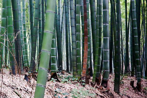 포토 JPG 해외이미지 풍경 사람없음 초록색 중국 대나무 생태계 내추럴 해외202004 해외포토 나무 아시아 컬러 파일형식 이미지허브