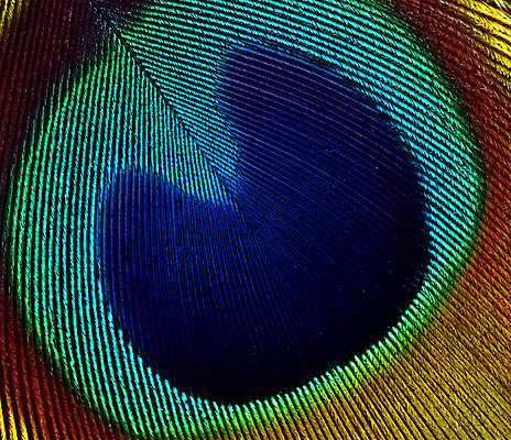 포토 JPG 해외이미지 자연 조류 사람없음 초록색 파란색 빛 컬러풀 갈색 노란색 황금 공작 깃털 묘사 오브젝트 꼬리 해외202004 해외포토 동물 컬러 생태계 파일형식 이미지허브