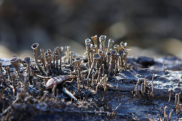 포토 JPG 해외이미지 식물 벽 백그라운드 패턴 표면 추상 산 이끼 사람없음 야외 초록색 노란색 환경 회색 성장 거친 묘사 질감 나무껍질 북쪽 옛날 해외202004 해외포토 나무 컬러 무늬 껍질 방향 파일형식 이미지허브