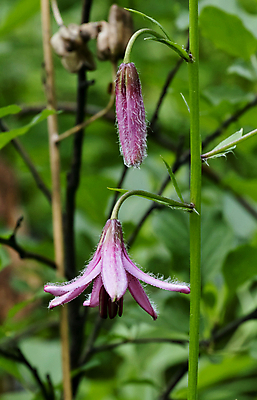 포토 JPG 해외이미지 식물 꽃잎 꽃 줄기 분홍색 잎 자연 사람없음 야외 빨간색 초록색 보라색 활발 벚꽃 신선 약초 숲 꽃가루 내추럴 꽃수술 생태학 시베리아 해외202004 해외포토 멸종위기종 교육 컬러 컨셉 풀_식물 가루 생태계 파일형식 이미지허브